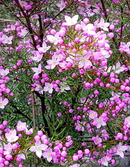 Boronia pinnata
