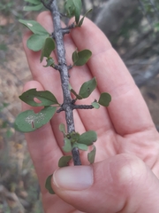 Ehretia rigida