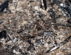 Paratettix argillaceus