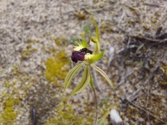 Caladenia stricta