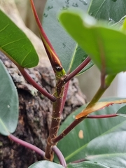Ficus macrophylla