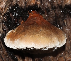 Hexagonia vesparia
