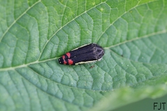 Acmaeodera flavomarginata