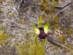 Caladenia stricta