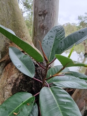 Ficus macrophylla