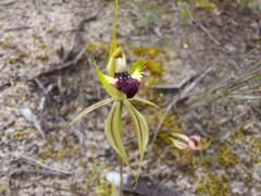 Caladenia stricta
