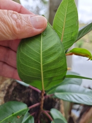 Ficus macrophylla