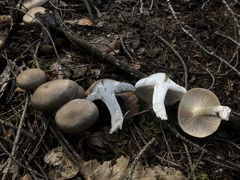 Clitocybe odora