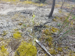 Caladenia stricta