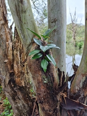 Ficus macrophylla