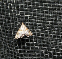 Petrophila jaliscalis
