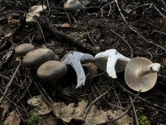 Clitocybe odora