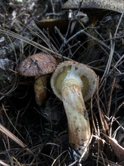 Suillus lakei