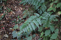 Polystichum biaristatum