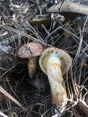 Suillus lakei