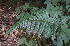 Polystichum biaristatum
