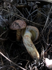 Suillus lakei
