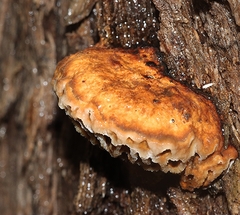 Hexagonia vesparia