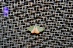 Numia bicoloraria
