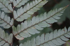 Polystichum biaristatum