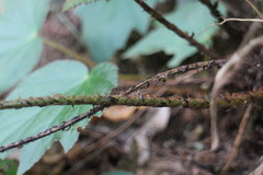 Polystichum biaristatum