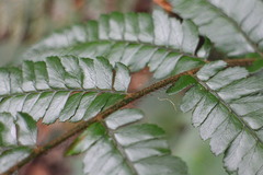 Polystichum biaristatum