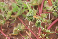 Dactyloctenium radulans