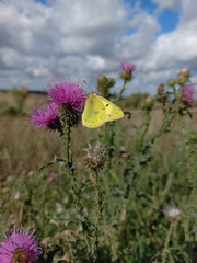Colias hyale