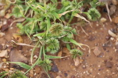 Dactyloctenium radulans