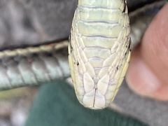 Thamnophis elegans terrestris