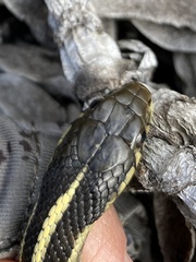 Thamnophis elegans terrestris