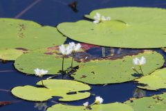 Nymphoides indica