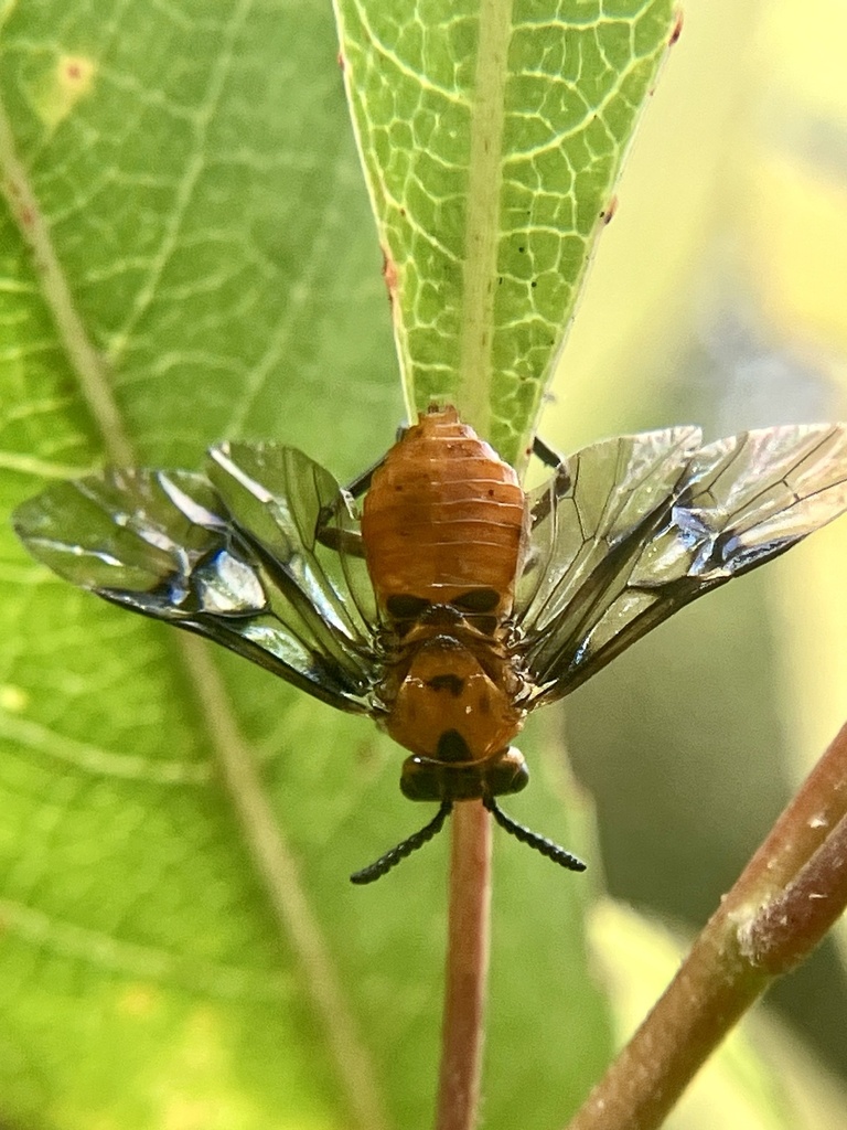 Pteryperginae