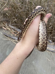 Pituophis catenifer catenifer