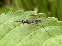 Taeniapterinae