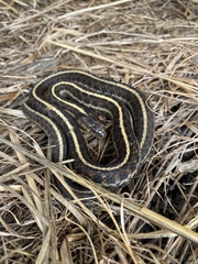 Thamnophis elegans terrestris