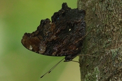 Kaniska canace
