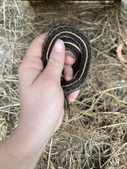 Thamnophis elegans terrestris