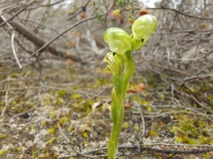 Pterostylis cycnocephala