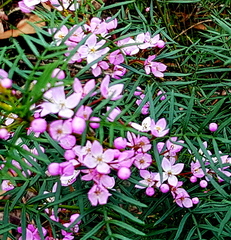 Boronia pinnata