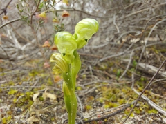 Pterostylis cycnocephala