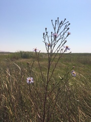 Symphyotrichum lentum
