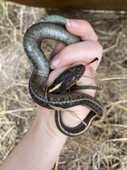 Thamnophis elegans terrestris