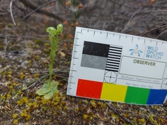 Pterostylis cycnocephala