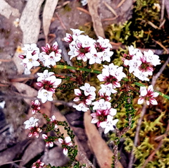 Micromyrtus ciliata