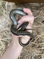 Thamnophis elegans terrestris