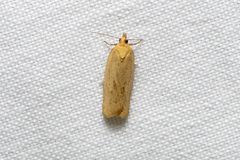 Clepsis divulsana