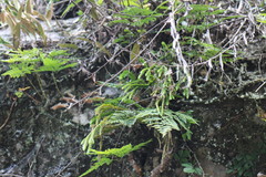 Phlegmariurus fordii