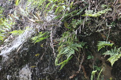 Phlegmariurus fordii