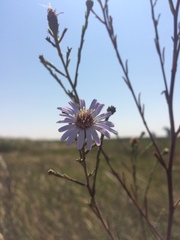 Symphyotrichum lentum